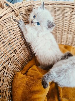 Koťátka Ragdoll bez PP - 6