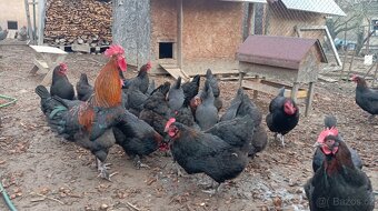 Kuřata Araukana - 6