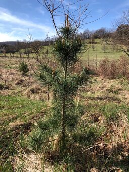 Sibiřský Cedr / Pinus Sibirica - 6