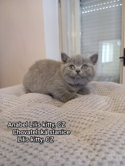 Britská Modrá koťátka s PP - 6