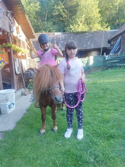 Shetland pony - 6