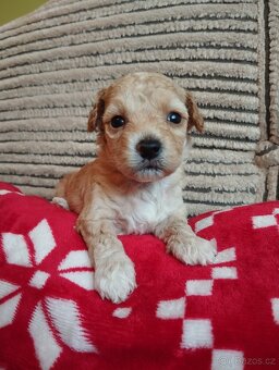 Maltipoo - 6