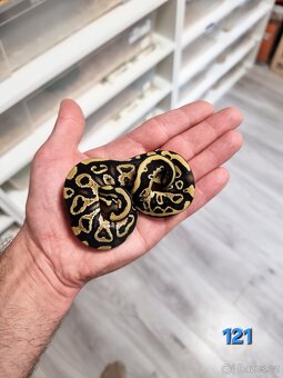 Krajta Královská - 6