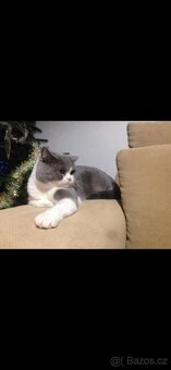 Britské modré koťátko - 6