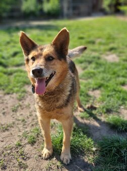 MAXÍČEK K ADOPCI - zlatíčko hledá svoji spřízněnou duši - 6
