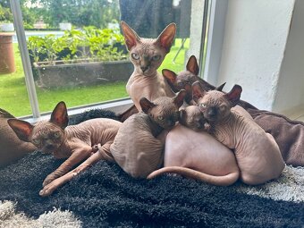 Prodám koťata Sphynx-Elf, Elf-Strike - 6