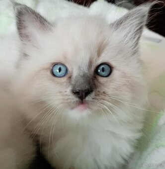 Koťátka Ragdoll s PP na luxusního mazlíčka - 6