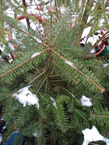 Jedlička a smrček pro Vás  stromeček Natur ze zahrádky - 6