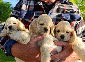 Štěňátka blond Kokršpaněla - 6