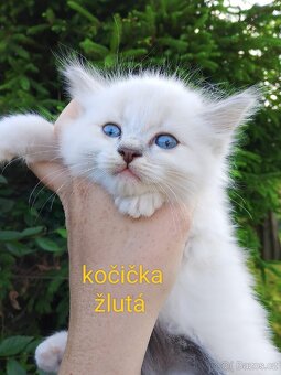 Ragdoll koťátka bez pp - 6