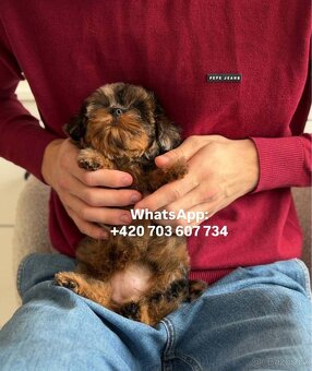 štěňátko maltipoo v černo-hnědé barvě Fenka - 6