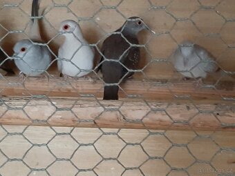 Holoubek diamantovy.. - 6