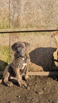 Cane Corso s PP - 6