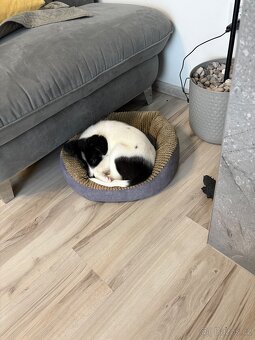 Border kolie x jack russel - 6