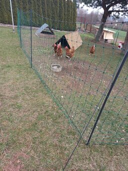 Kurník + slepice - 6