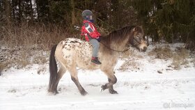 9 letý pony valach - 6