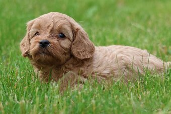 Cavapoo štěňátka - 6