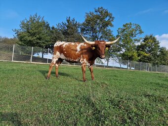 Plemenný býk Texas Longhorn na prodej - 6
