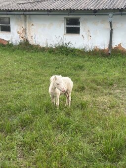 Minihorse klisna 3v1 - 6
