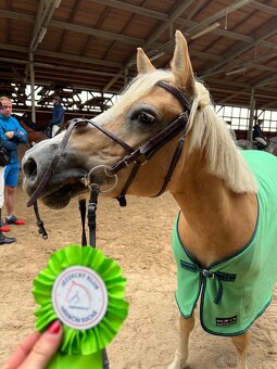 Pony klisna do sportu 10 let/ 133 KVH kat. A - 6