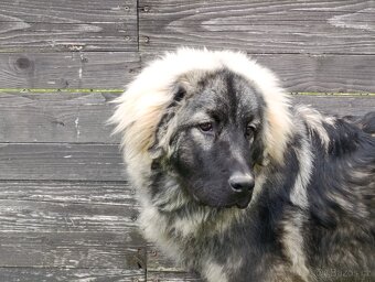 Šarplaninský pastevecký pes - 6