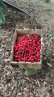 domácí marmelády ze 100% ovoce z naší zahrádky - 6