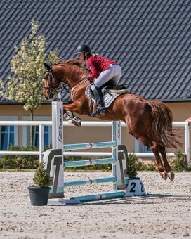 6 letý zangersheide valach - 6