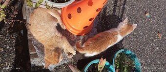 Hledáme milující domov - 6