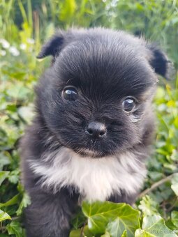 Pomeranian - 6