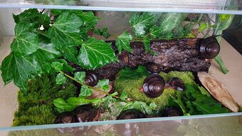 Afričtí šneci Pleurodonte excellens dominican republic - 6