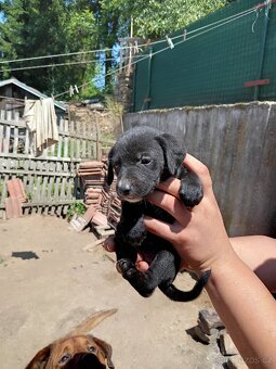 Štěňátka Labrador - 6