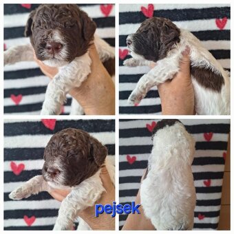 Lagotto romagnolo - štěňata s PP - 6