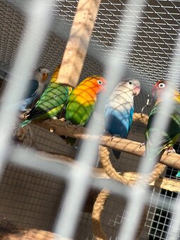 Agapornis fisheri - 6