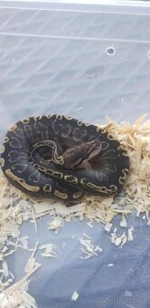 Krajta královská - 6