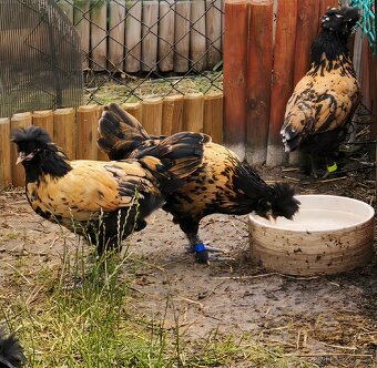 🐓 Kohoutci Pavlovské slepice 🐓 - 6