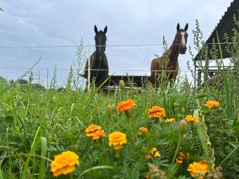 Nabízím aktivní ustájení-Paddock Paradise - 6