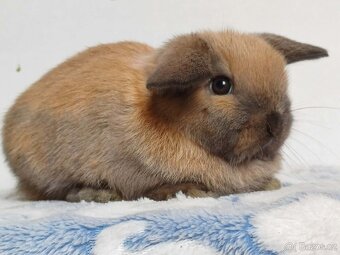 Minilop Samička Durynská - 6