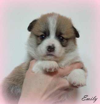 Welsch corgi pembroke s PP - 6