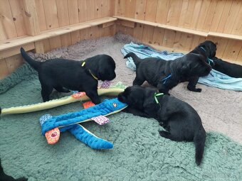Přijímáme rezervace na štěňátka Flat coated retriever s PP - 6