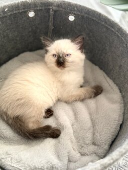 Luxusní ragdoll kocourek k odběru - 6