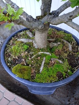 Jírovec maďal (kaštan) bonsai - 6