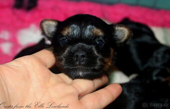 biewer terier s PP / jorksírský terier s PP - 6