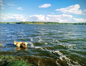 Krytí - zlatý retrívr - 6