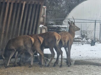 Hospodářská zvířata - 6