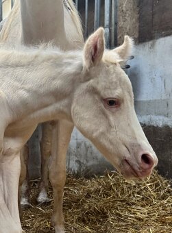 Cremello klisnička s odznaky s reining/cutting původem - 6