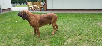 Hanoverský barvář - 6