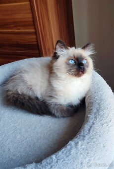 Ragdoll koťátka - 6