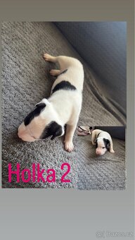 Štěňátka Amstaff X Staff - 6
