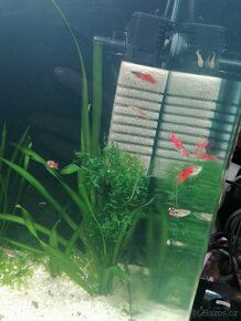 Endlerky RED SCARLET - 6