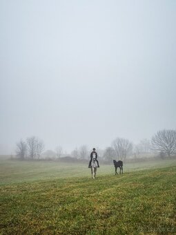 Hledáme výpomoc ke koním - 6